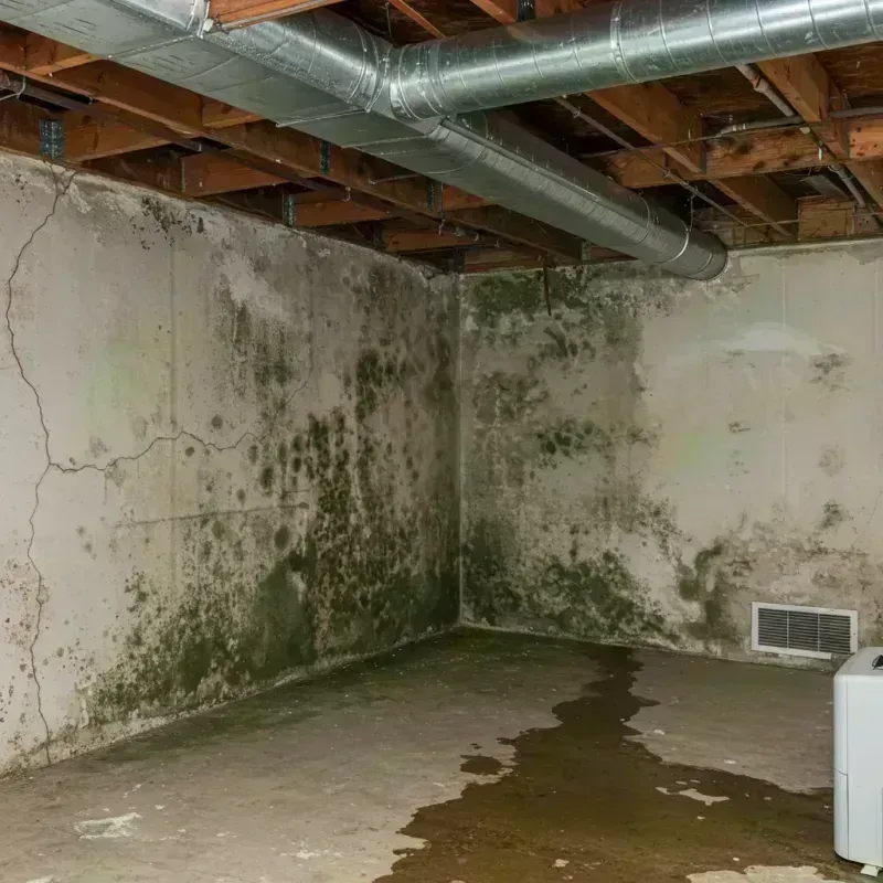 Professional Mold Removal in Brookfield, IL